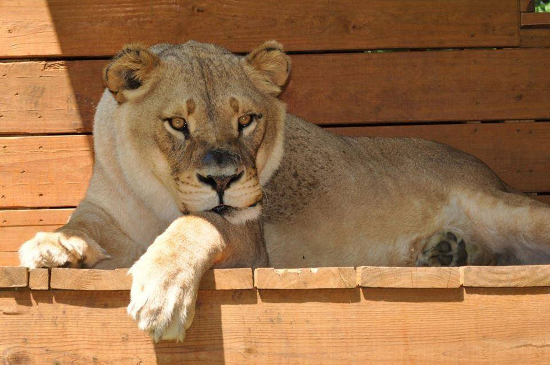 lion-1