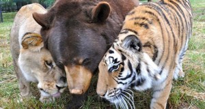 lion-tigre-ours-une
