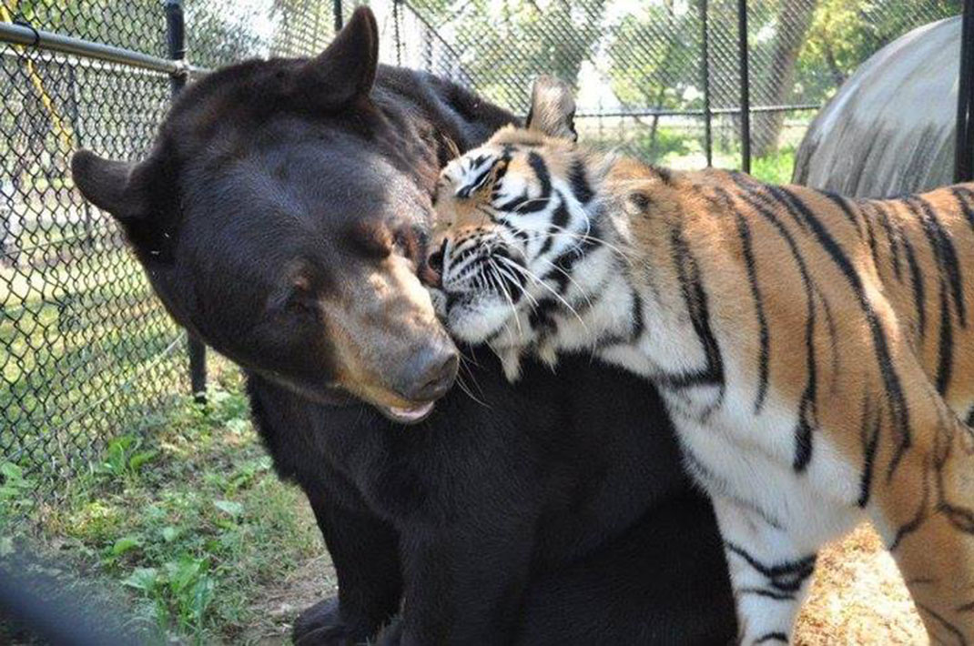 ours-tigre-14