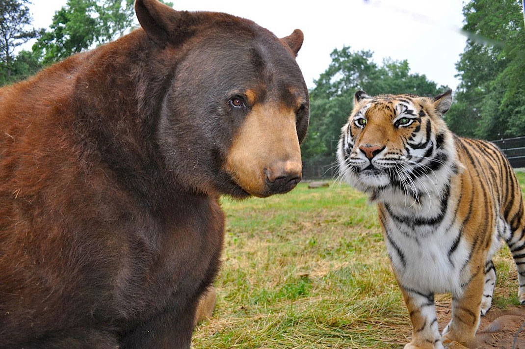 ours-tigre-23
