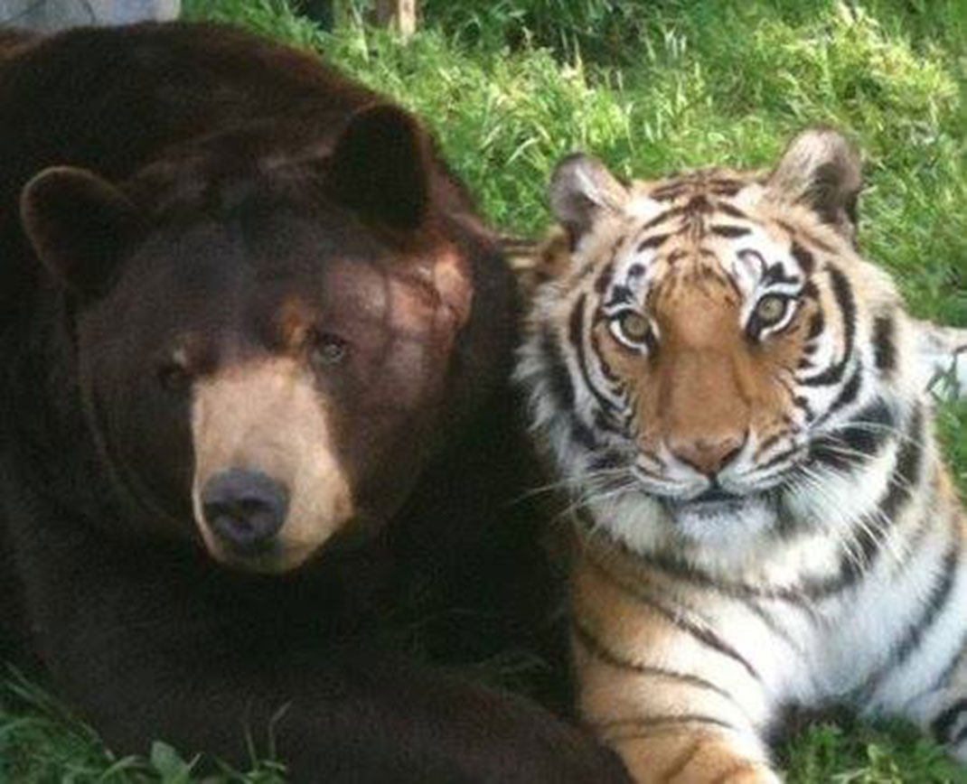ours-tigre-32