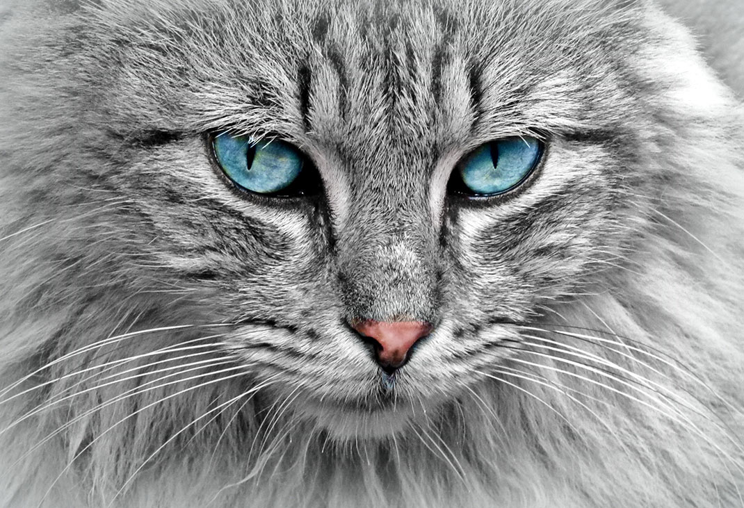 une-chat-10