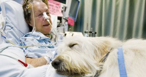 une-malade-chien
