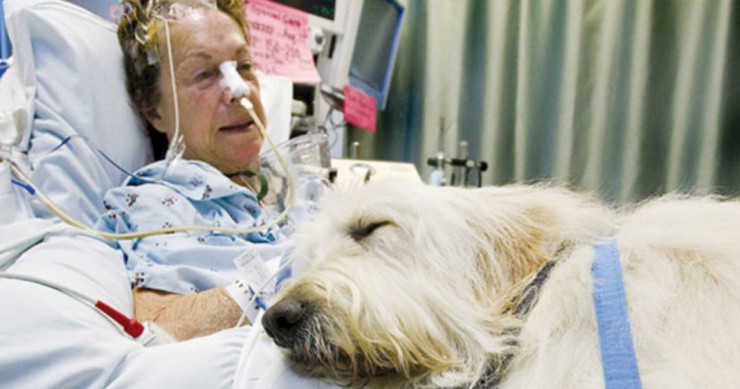 une-malade-chien