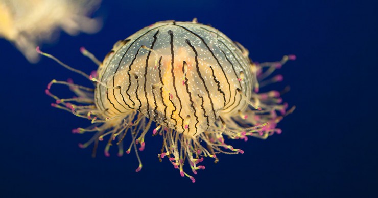 une-meduse-fleur