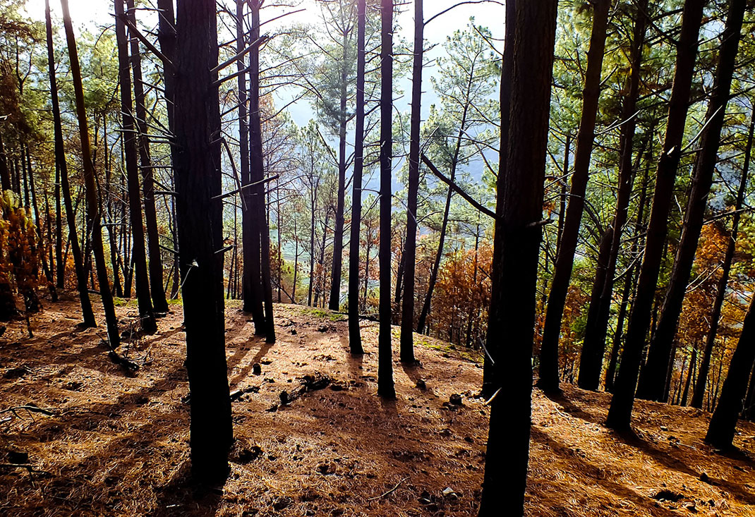 1-foret-arbre