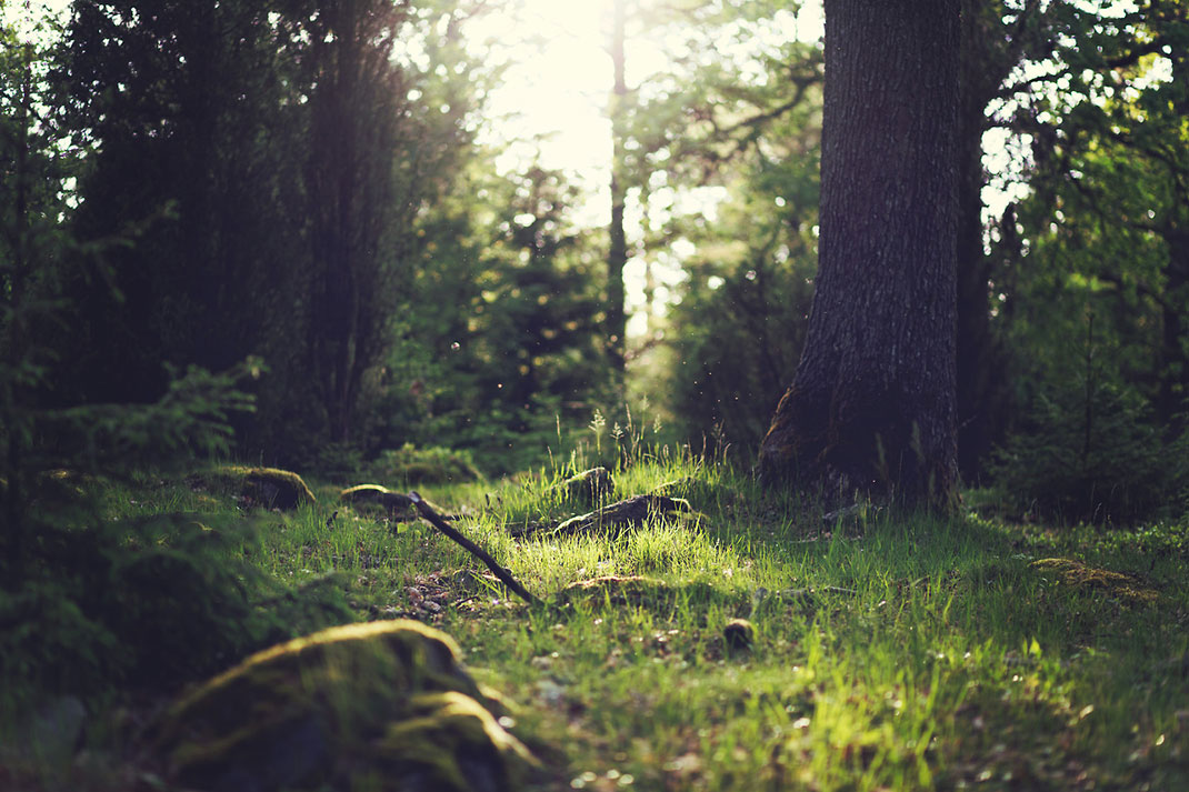 3-foret-arbre