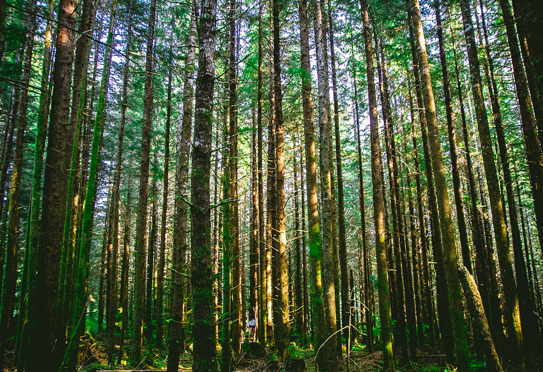 4-foret-arbres