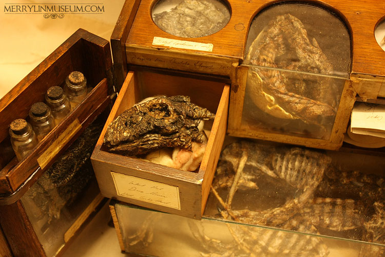 Musee-Merrylin-9