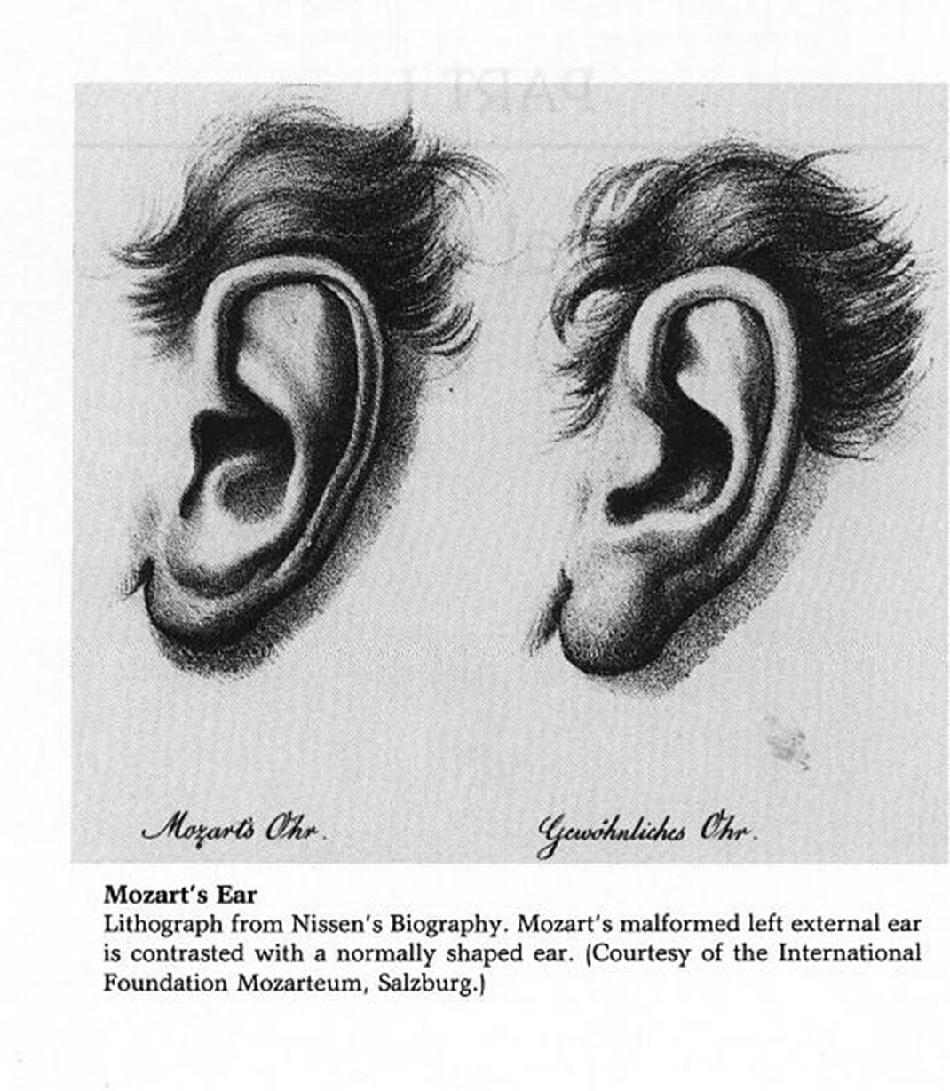 Oreille-de-mozart