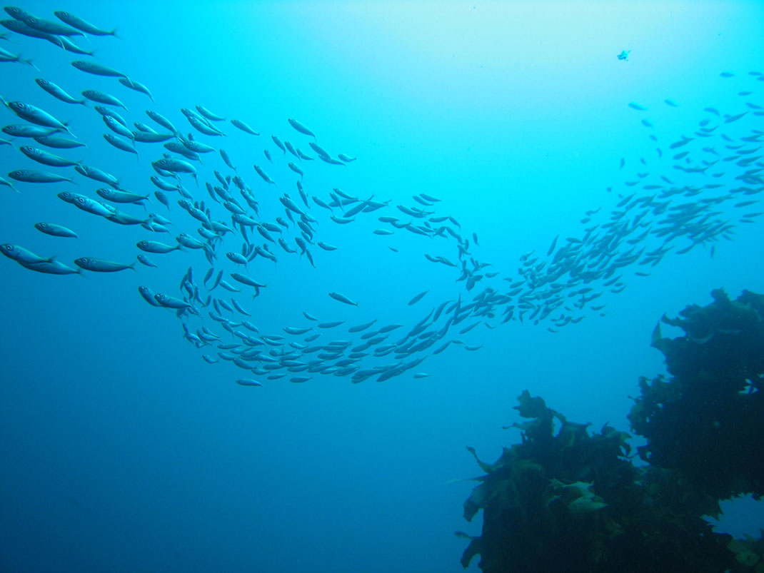 Plongee-sous-marine-35