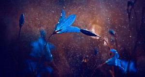 Une-nature-magda
