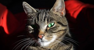 Une-parasite-chat