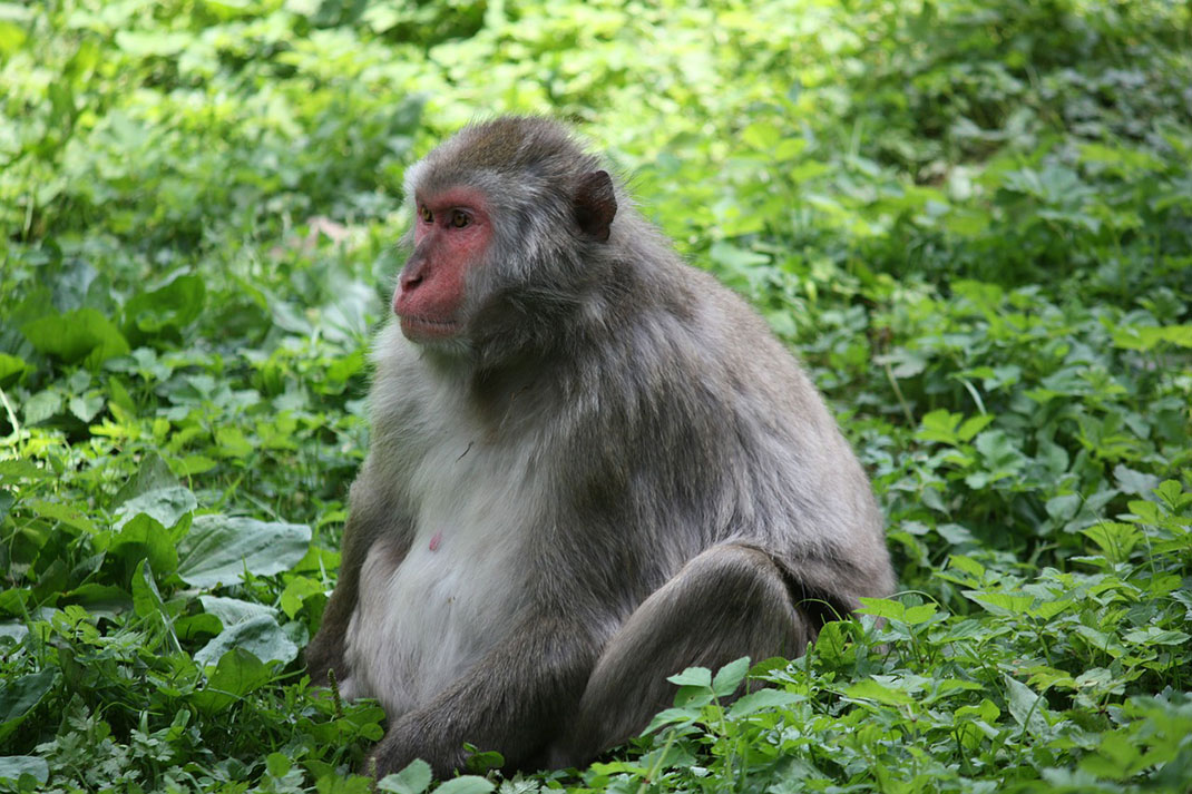 bonobo-singe-primate-3