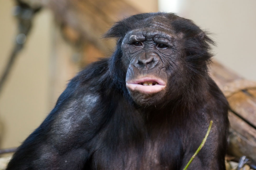 bonobo-singe-primate-7