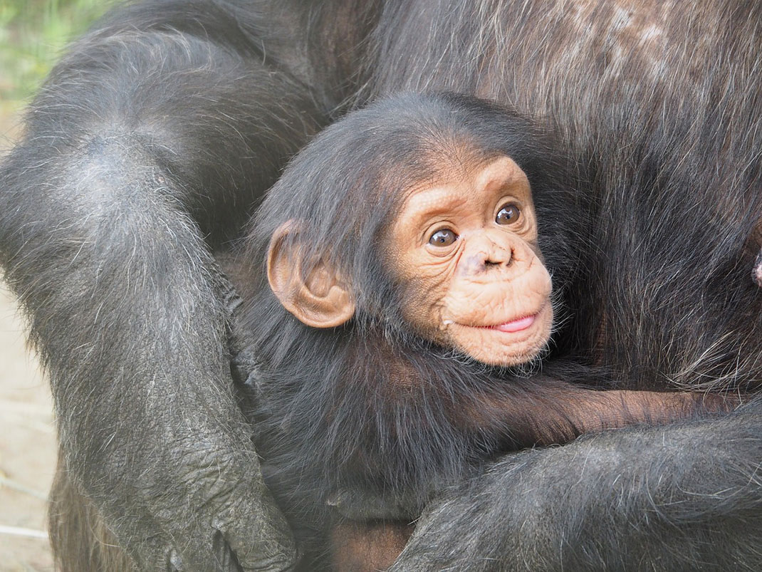 chimpanze-mere-bebe-13