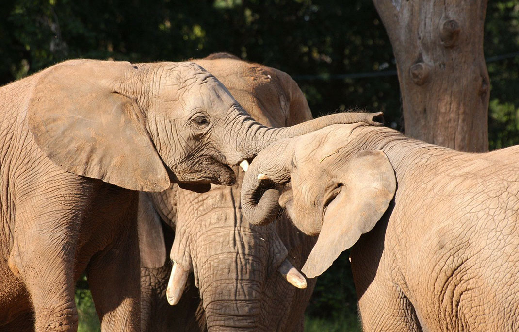 entraide-elephant-19