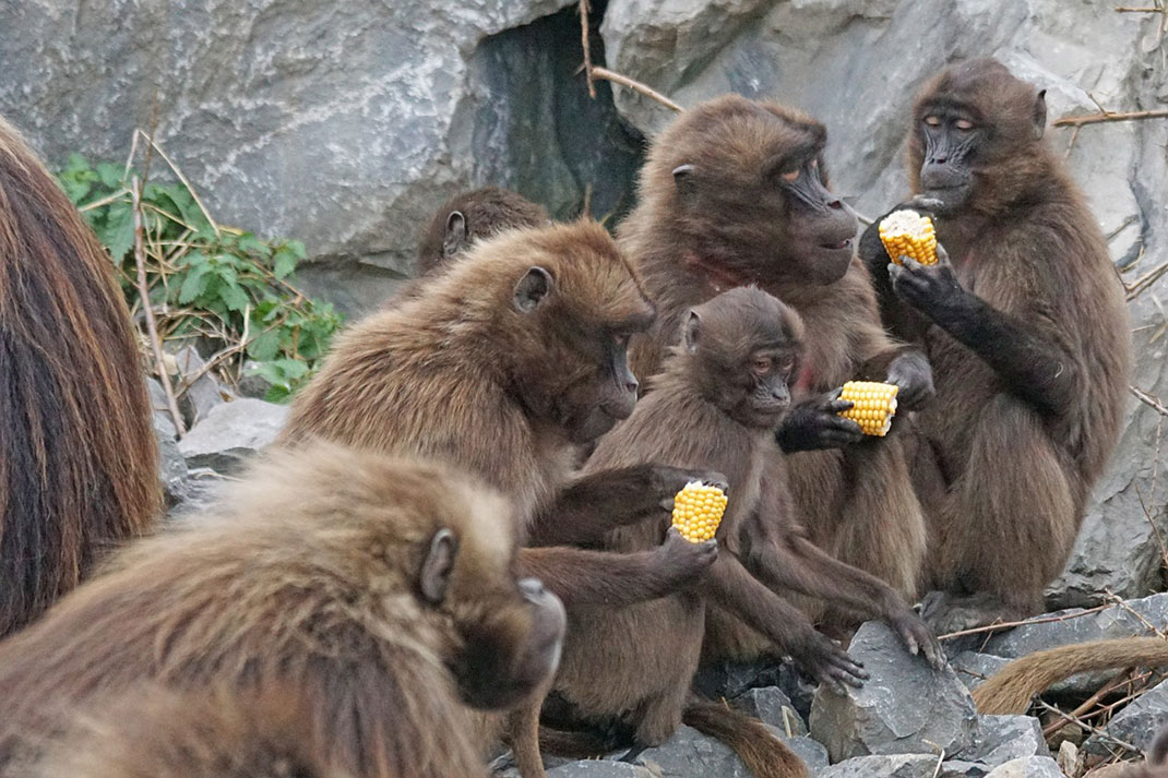 famille-singes-primates-20