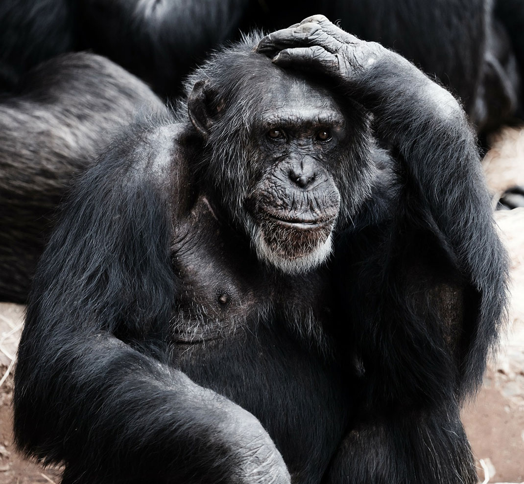 singe-noir-primate-10