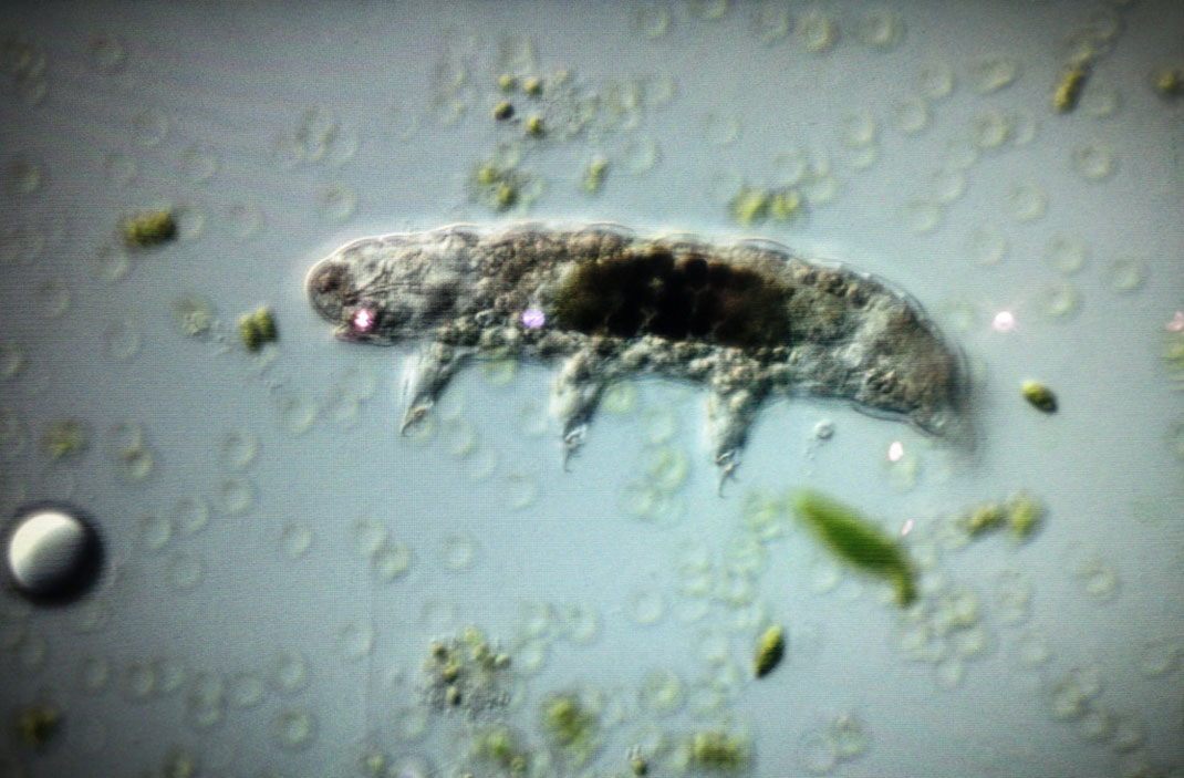 tardigrade