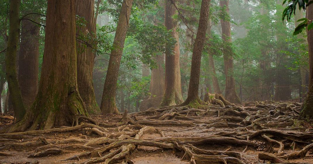 une-arbres-racines