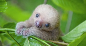 une-bebe-paresseux