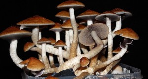 une-champignons