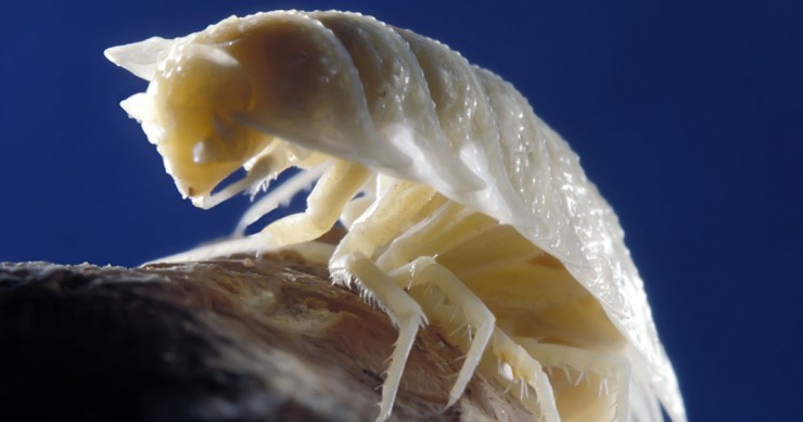 une-grotte-roumanie-2