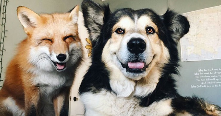 une-renard-chien