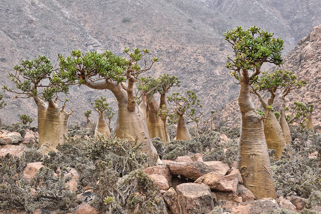 Socotra-1