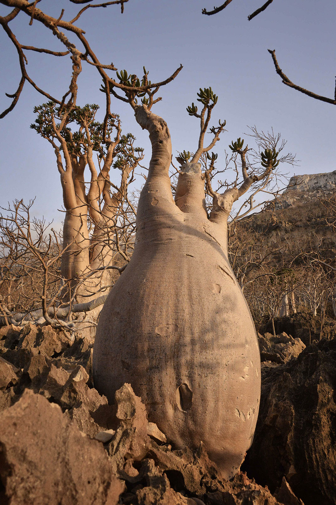 Socotra-2