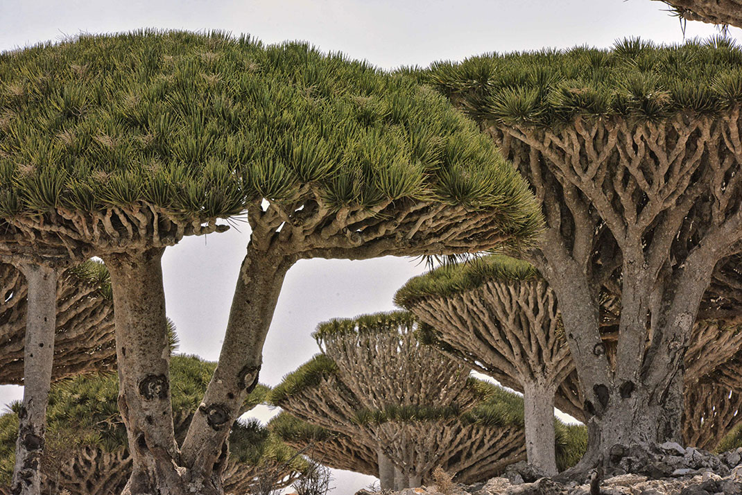Socotra-4