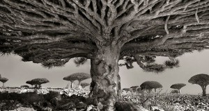UNE-arbre-ancine