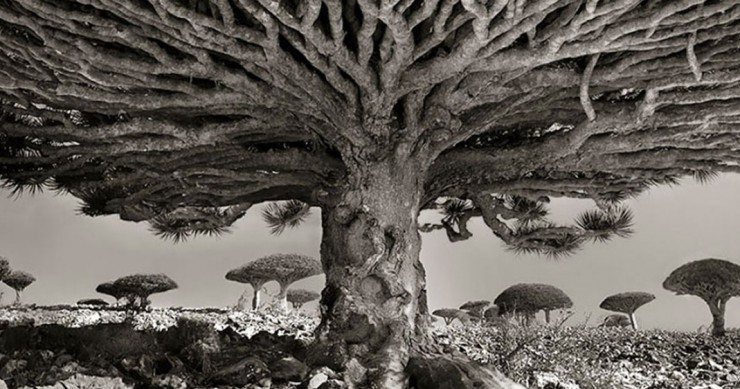 UNE-arbre-ancine