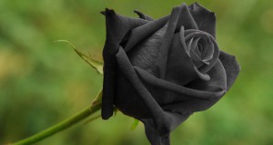 UNE---rose2
