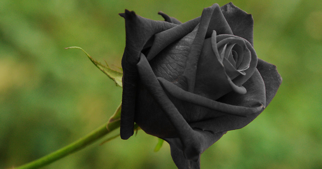 UNE---rose2