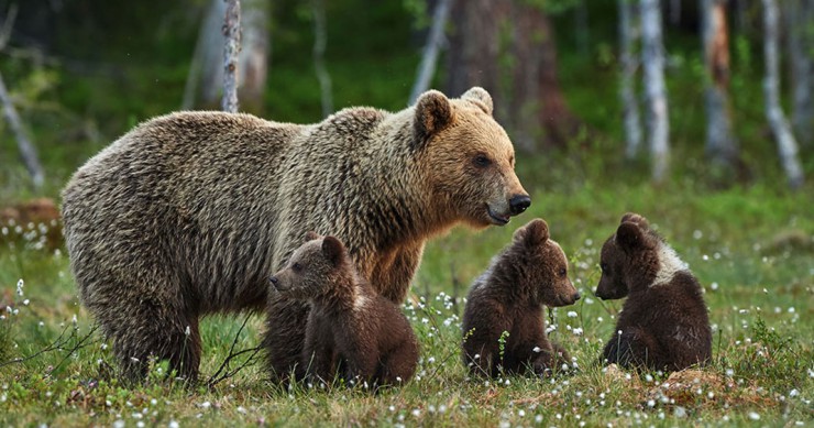 Une-ourse-maman
