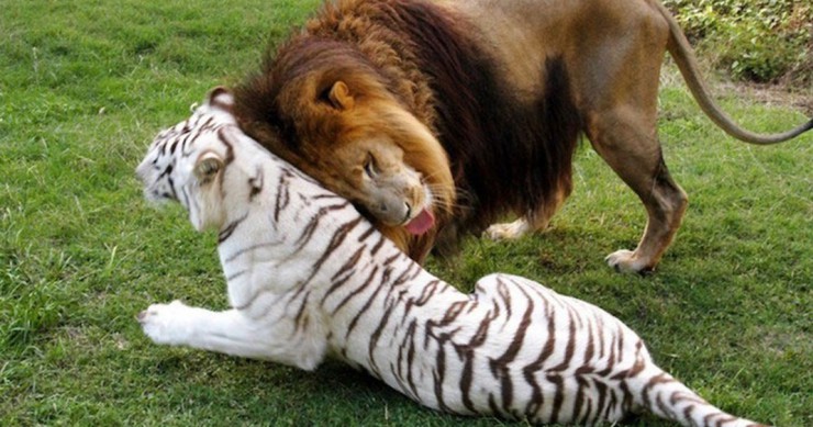 Une-tigre-lion