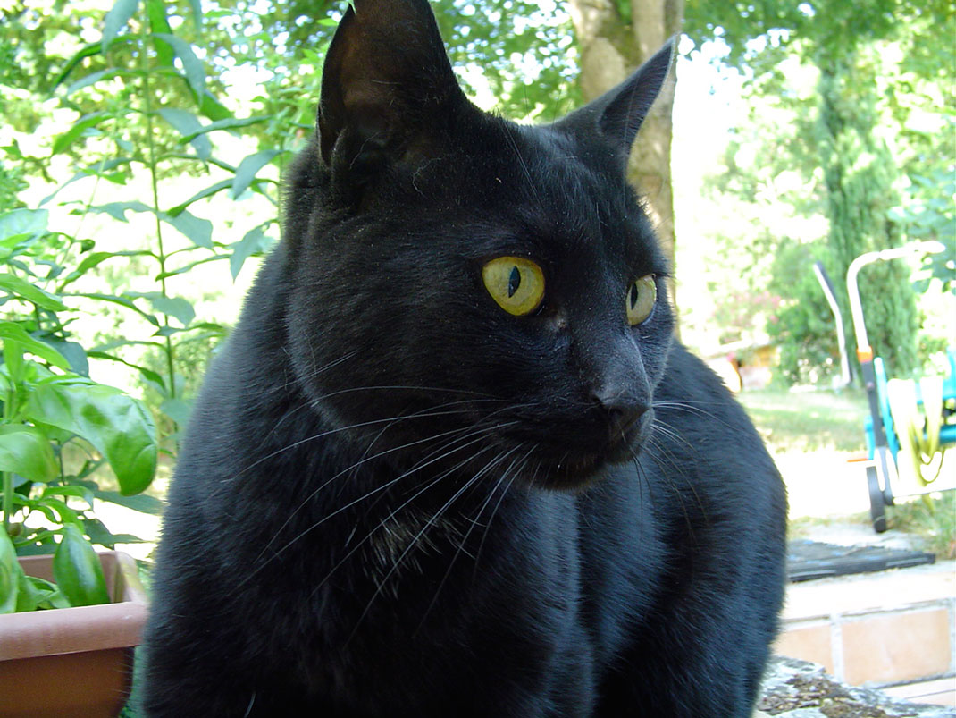 chat-noir