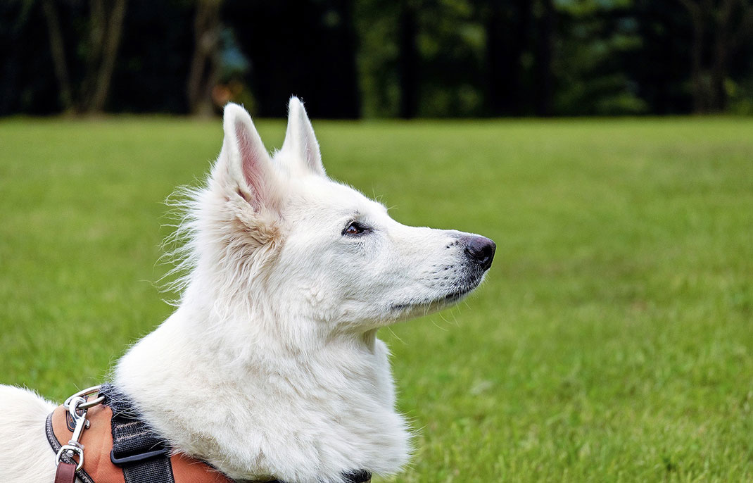 chien