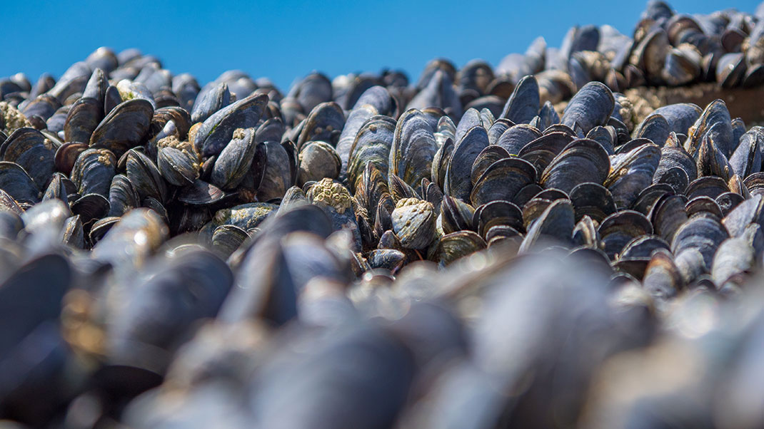 Disparition des moules via Shutterstock