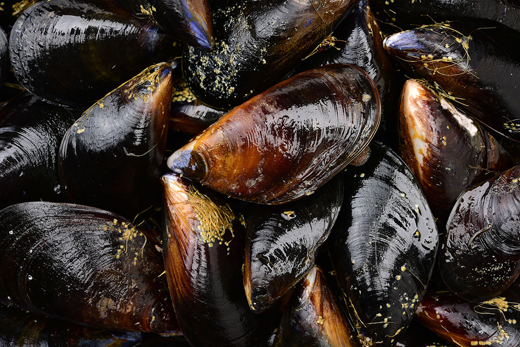 Des moules via Shutterstock