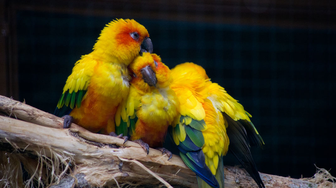 oiseaux-2
