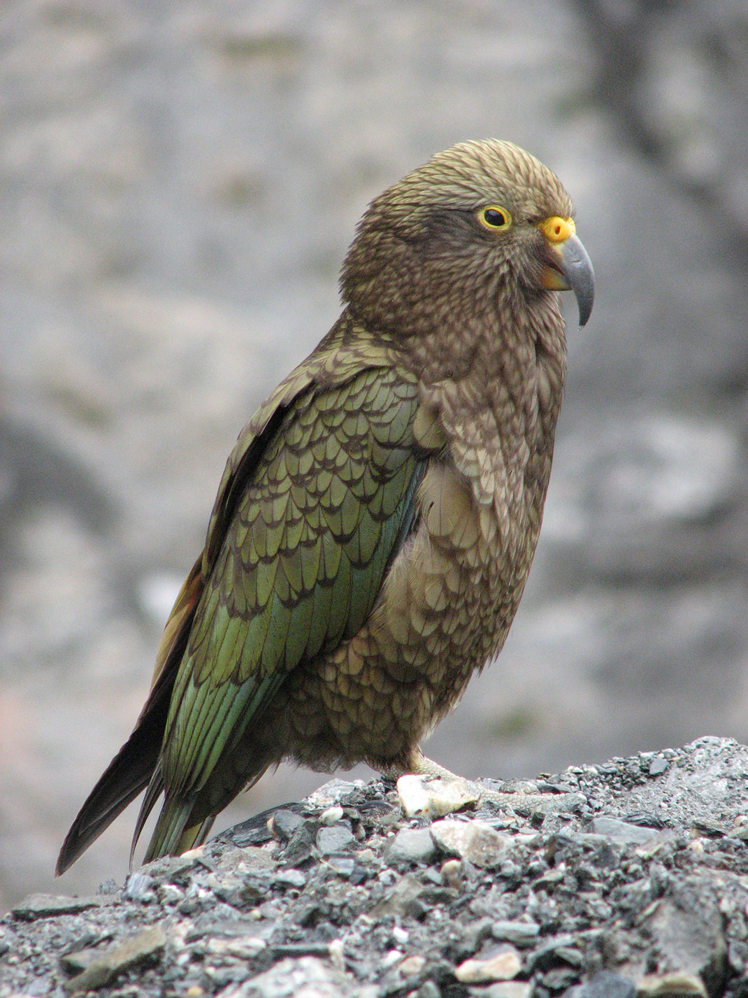 oiseaux-3