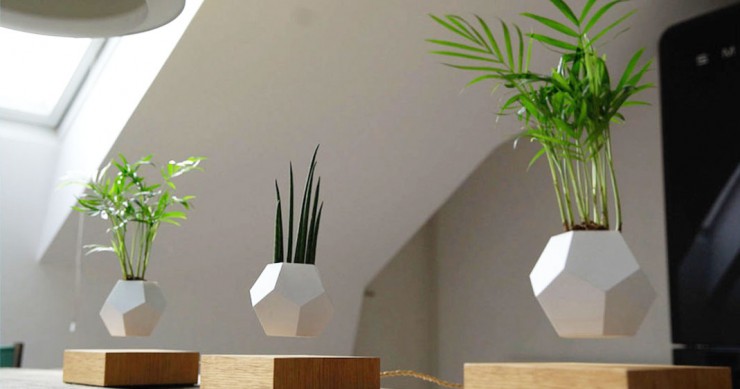 plantes-leviter-1