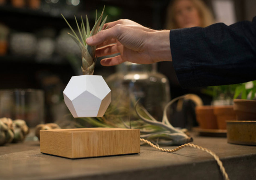 plantes-leviter-10