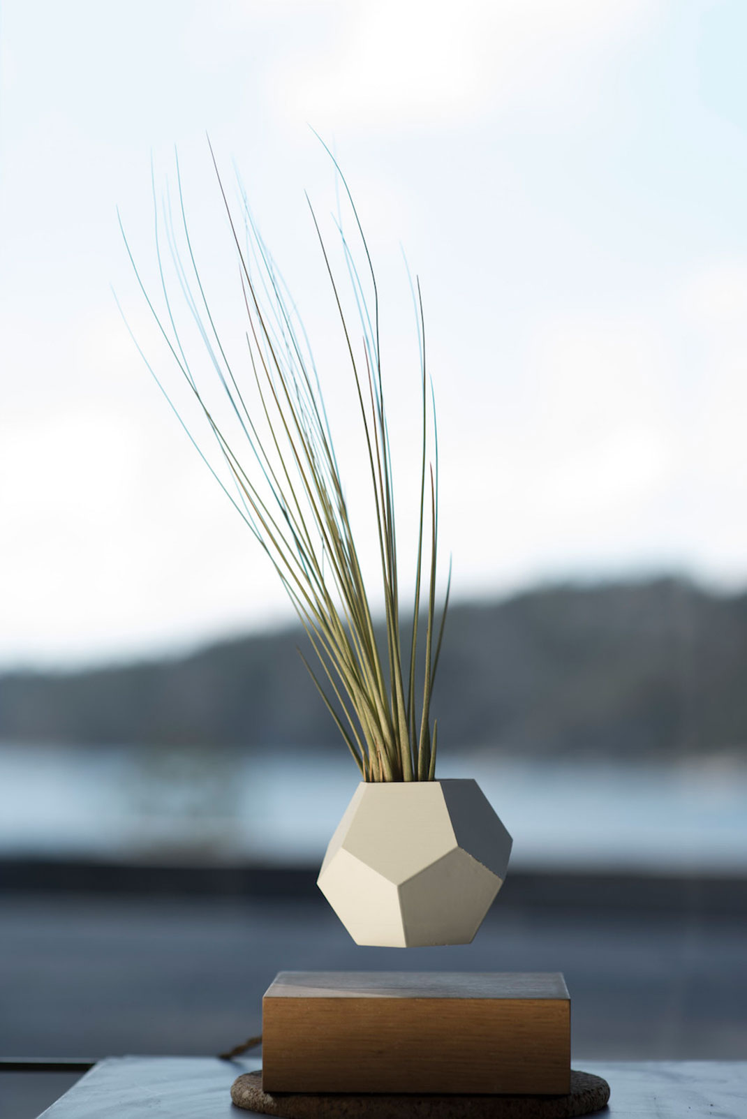 plantes-leviter-3