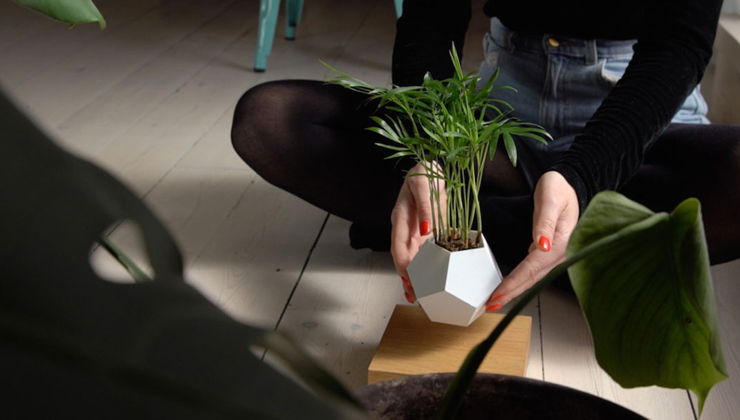 plantes-leviter-4