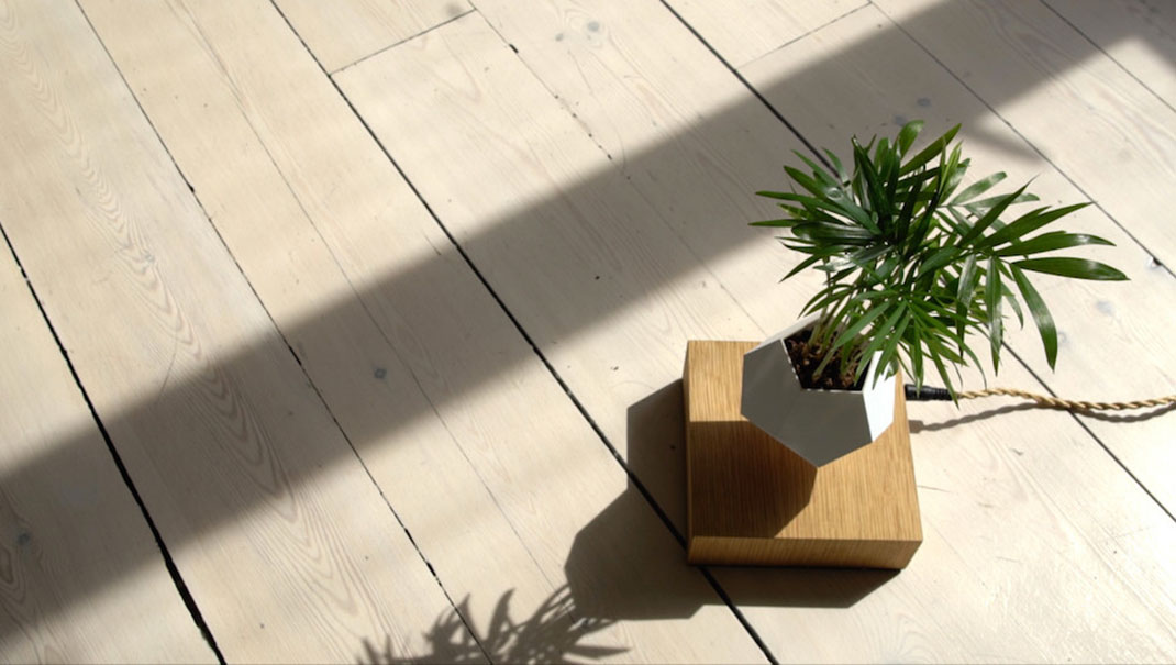 plantes-leviter-5