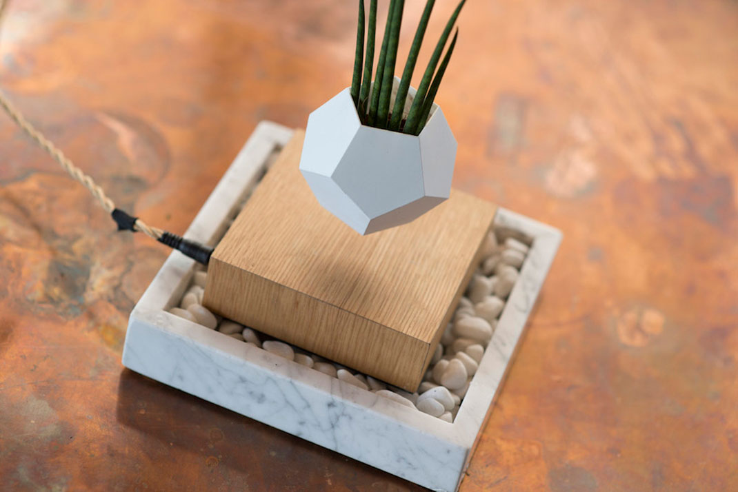 plantes-leviter-8